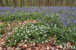 Bosanemoon (Anemone nemorosa)