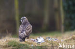 Buizerd (Buteo buteo)