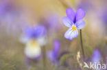 Duinviooltje (Viola curtisii)