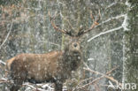 Edelhert (Cervus elaphus)