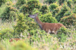 Edelhert (Cervus elaphus)