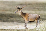 Edelhert (Cervus elaphus)