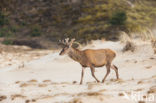 Edelhert (Cervus elaphus)