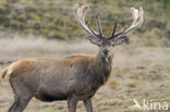 Edelhert (Cervus elaphus)