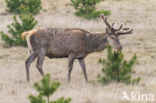 Edelhert (Cervus elaphus)