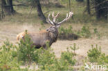 Edelhert (Cervus elaphus)