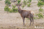 Edelhert (Cervus elaphus)