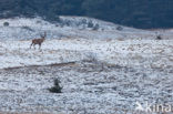 Edelhert (Cervus elaphus)