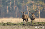 Edelhert (Cervus elaphus)