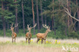 Edelhert (Cervus elaphus)