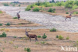 Edelhert (Cervus elaphus)