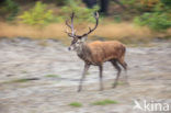 Edelhert (Cervus elaphus)