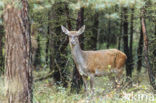 Edelhert (Cervus elaphus)