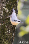 Europese Boomklever (Sitta europaea)