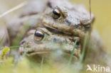 Gewone pad (Bufo bufo)