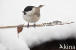 Glanskop (Parus palustris)