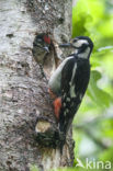 Grote Bonte Specht (Dendrocopos major)