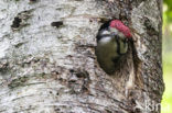 Grote Bonte Specht (Dendrocopos major)