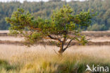 Grove den (Pinus sylvestris)