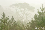 Grove den (Pinus sylvestris)