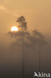 Grove den (Pinus sylvestris)