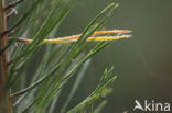 Grove den (Pinus sylvestris)