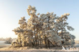 Grove den (Pinus sylvestris)