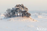 Grove den (Pinus sylvestris)