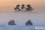 Grove den (Pinus sylvestris)