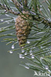 Grove den (Pinus sylvestris)