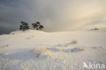 Grove den (Pinus sylvestris)