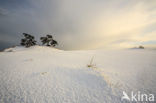 Grove den (Pinus sylvestris)