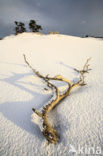 Grove den (Pinus sylvestris)