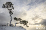 Grove den (Pinus sylvestris)