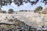 Grove den (Pinus sylvestris)