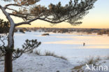 Grove den (Pinus sylvestris)