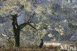 Grove den (Pinus sylvestris)