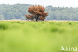 Grove den (Pinus sylvestris)