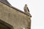 Havik (Accipiter gentilis)