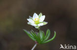 Heidespurrie (Spergula morisonii)