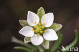 Heidespurrie (Spergula morisonii)