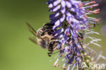 Hommel spec.