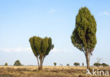 Jeneverbes (Juniperus communis)