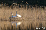 Knobbelzwaan (Cygnus olor)