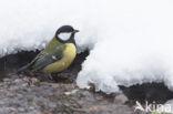 Koolmees (Parus major)