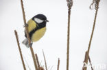 Koolmees (Parus major)