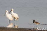 Lepelaar (Platalea leucorodia)