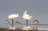 Lepelaar (Platalea leucorodia)