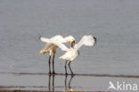 Lepelaar (Platalea leucorodia)