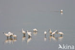 Lepelaar (Platalea leucorodia)